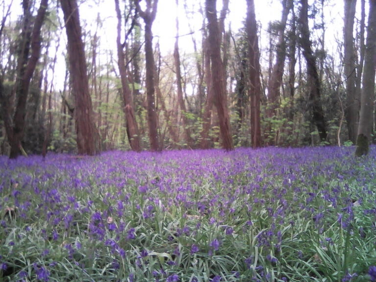 2026-04-02 dans les bois de Limours